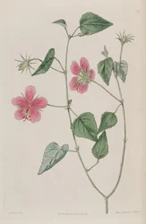 Hibiscus Phoeniceus
